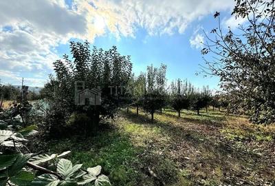 Teren de 2902 mp, în Dămienești - 10