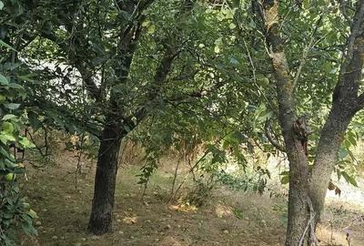 Casă cu 3 camere în Petrăchioaia - 5