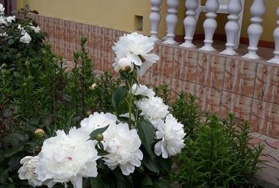 Casă în Pașcani