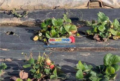 Adunatii Copaceni vila P+1 ,5 camere,suprafata 165 mp, teren 1300 mp - 19