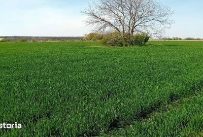 Teren de 3600 mp, în Dascălu - 2