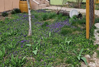 Casă cu 4 camere cu Teren 1500 Mp în Satchinez - 4