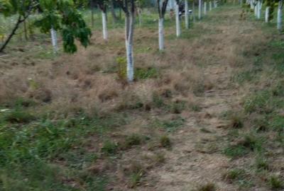 Casă cu 3 camere cu Teren 1300 Mp în Nuci - 4