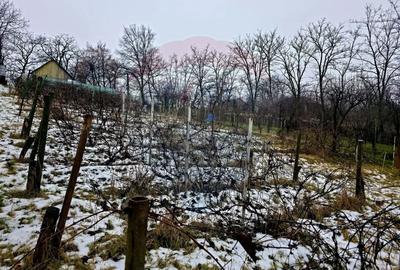 Teren Construcții intravilan de 4516 mp, în Doina - 3