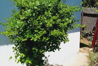 Casă cu 1 camere cu Teren 300 Mp în Cosâmbești - 4