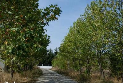 Teren de 600 mp, în Snagov - 3