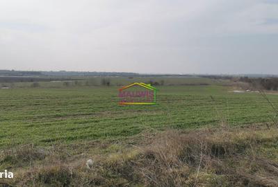 Teren de 7240 mp, în Cernica - 3