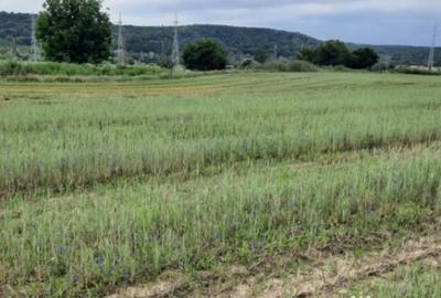 Teren de 4900 mp, în Boldești - 8