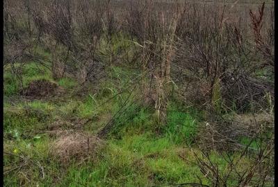 Spațiu comercial, în Central - 5