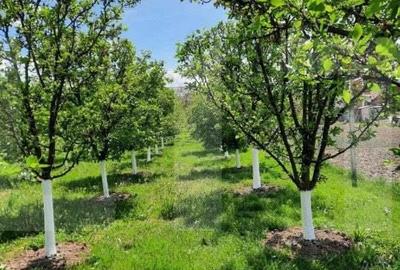 Casa individuala, 268 mp utili, 2145 teren, livada, Turda - 16