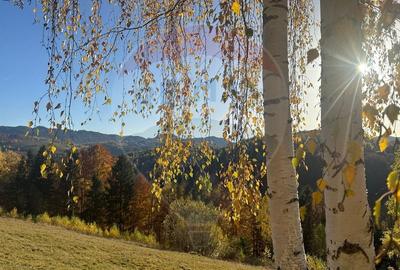 Oportunitate de investiție ! Teren de vis în Pestera - 125.370 mp - 23