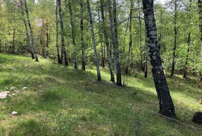 Teren Zona Turistica Transalpina - Pestera Muierilor 9.746 mp - 3