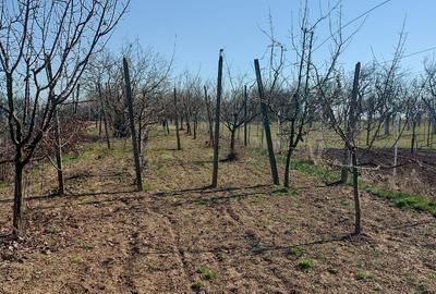 Teren extravilan de 1000 mp, în Sud-Vest - 3