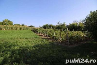 Casă cu 5 camere cu Teren 5000 Mp în Topolog - 1