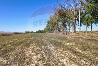 Teren agricol extravilan de 10000 mp, în Mihail Kogălniceanu - 6