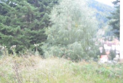 Teren în Valea Alba - 3