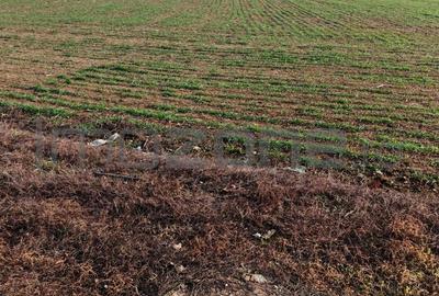 Dragomiresti Valea - Langa Centura, teren 15.600 mp, 35E/mp - 6