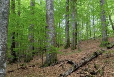 Spațiu comercial, în Central - 3