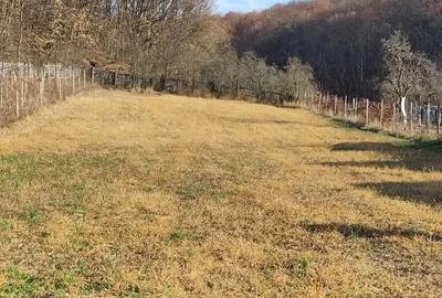 Casă cu Teren 3845 Mp în Leordeni - 5