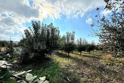 Livada+gradina, teren intravilan 2902mp, Damienesti-Bacau... - 10