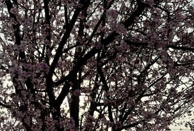 Teren de 750 mp, în Covaci