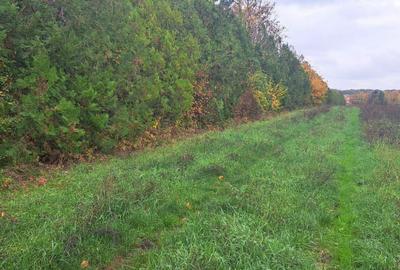 Teren Construcții intravilan de 20000 mp, în Siliștea Snagovului - 4