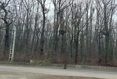 Teren de vânzare – 1000 mp în Mogoșoaia, zonă ideală pentru locuință - 6