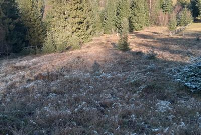 Teren de 10000 mp, în Arieșeni - 5