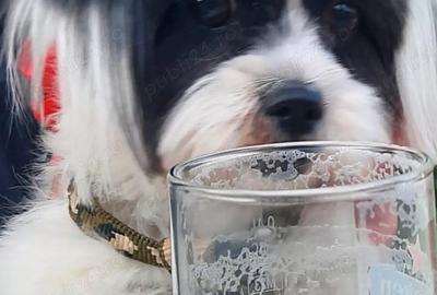 Casă cu 3 camere în Nicolae Bălcescu - 9