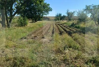 Casă cu 3 camere cu Teren 7600 Mp în Central - 9