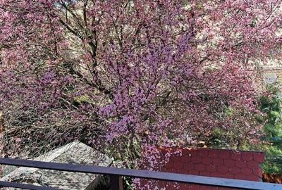 Casă cu 5 camere cu Teren 280 Mp în Bucureștii Noi - 7