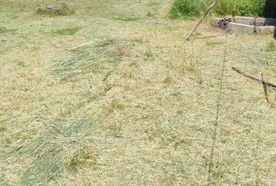 Casa 3 camere libera la vanzare RASNOV - 3