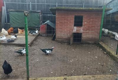 Casă cu 4 camere cu Teren 1300 Mp în Ceptura - 3