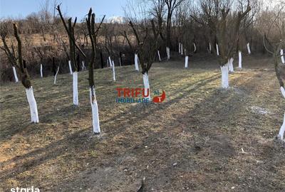 Casă cu 4 camere cu Teren 3000 Mp în Cricău - 8