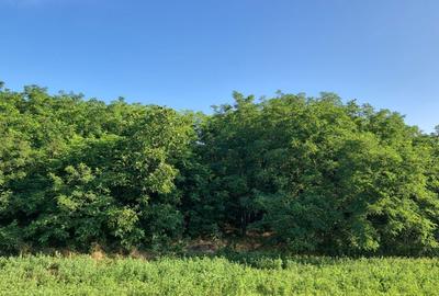 Casă cu 3 camere în Draxeni - 2