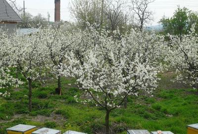 Teren de 18212 mp, în Turnu Măgurele - 3