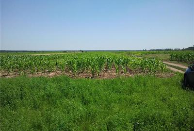 Teren de 3600 mp, în Moara Vlăsiei - 6