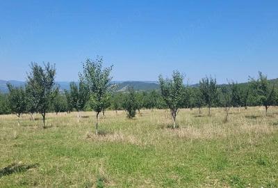 Teren în Prigor - 9
