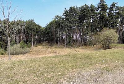 Teren de 3000 mp, în Poiana Angelescu - 1