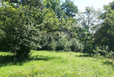 Teren cu livada de vanzare in Albesti de Muscel - 6
