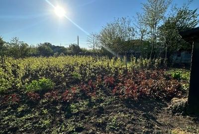 Casă individuală cu 3 camere cu Teren 1167 Mp în Băneasa - 10