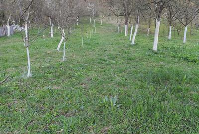 Teren de 3350 mp, în Sâmbotin - 5