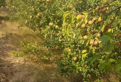 Teren de 2350 mp, în Izvorani - 3