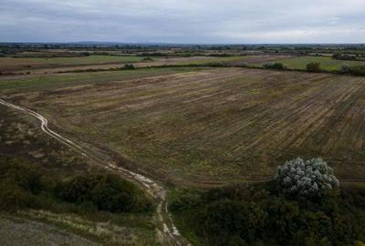 Teren agricol de 34.500mp in Albina, Jude?ul Timi? - 2