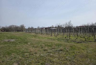 Casă cu 3 camere cu Teren 3600 Mp în Celaru - 1