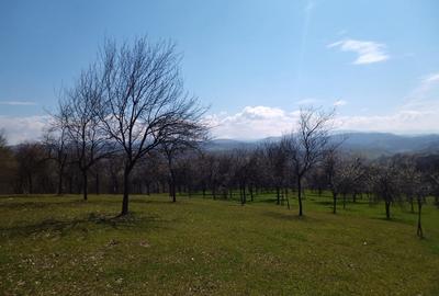 Teren de 17264 mp, în Pietroasa - 1