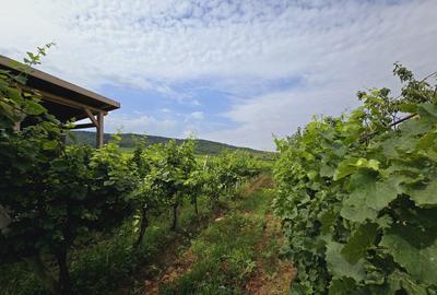 Teren de 80000 mp, în Covăsinț - 18