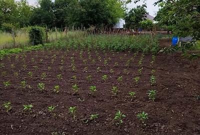 Casă cu 6 camere cu Teren 1000 Mp în Turnu Măgurele - 4