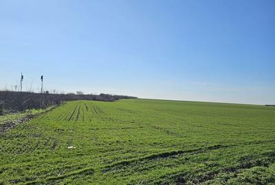 Teren de 8632 mp, în Cociuba Mare - 2