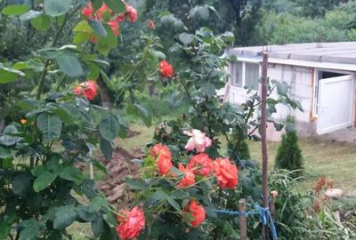 Teren 3950 mp in Capataneni Arges - 4